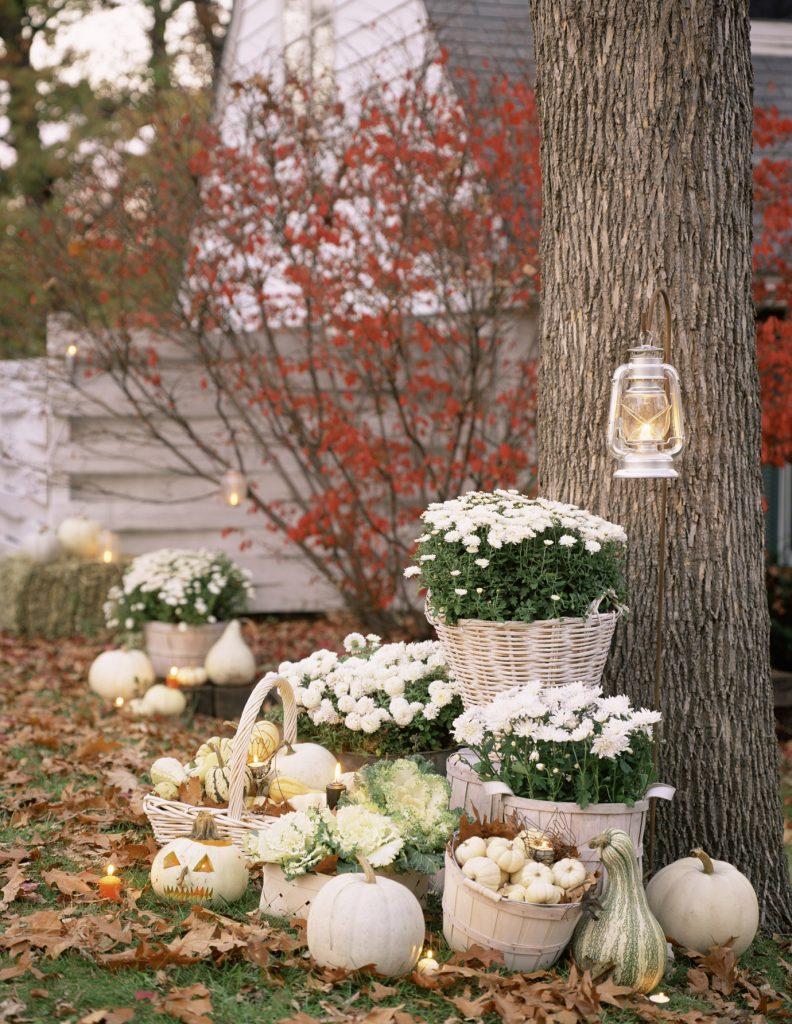 Town and Country Mag White Pumpkins