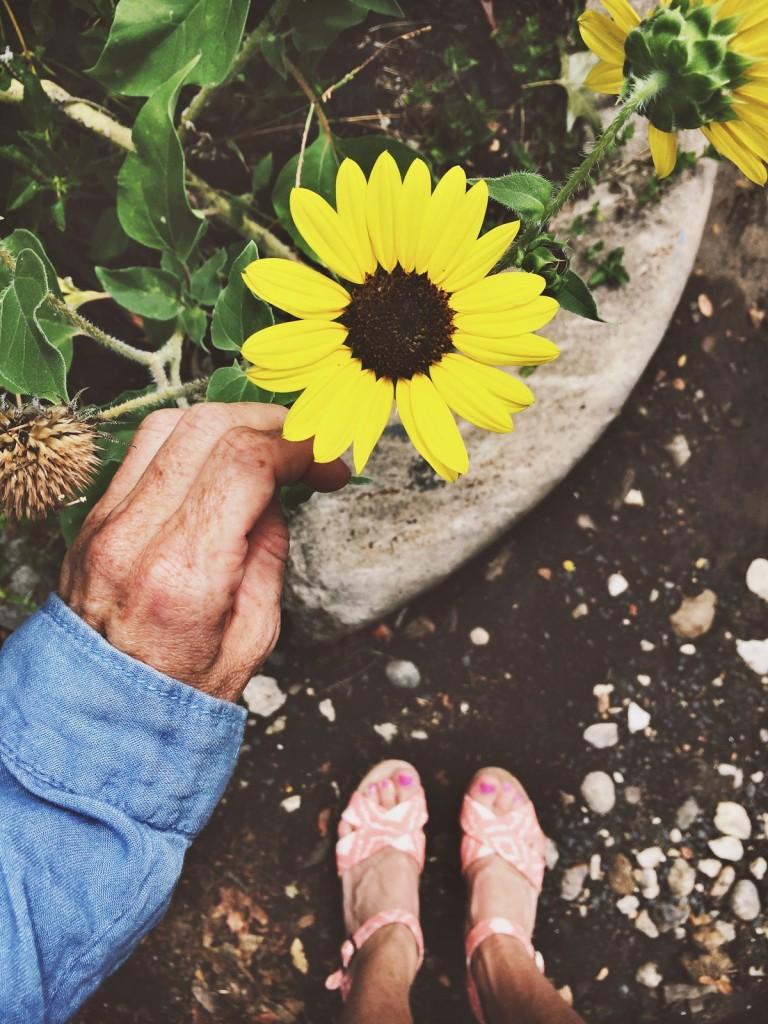 Sunflower end of blog 768x1024 1